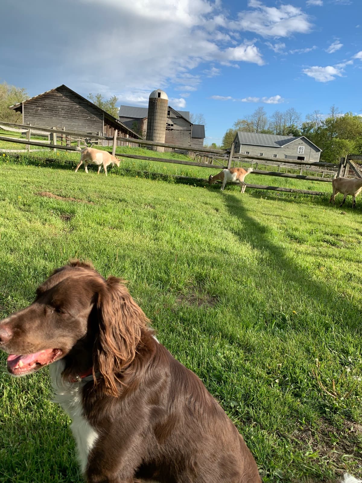 SaveMyBarn