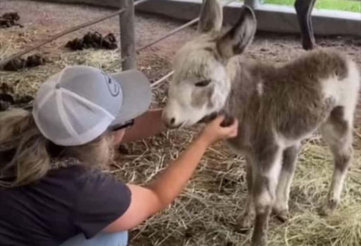 WILISONHOUSERESCUETEAM