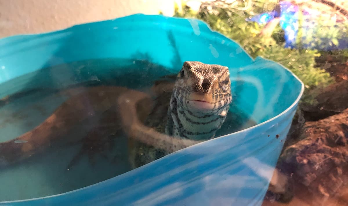 Moved1000MilesForReptiles