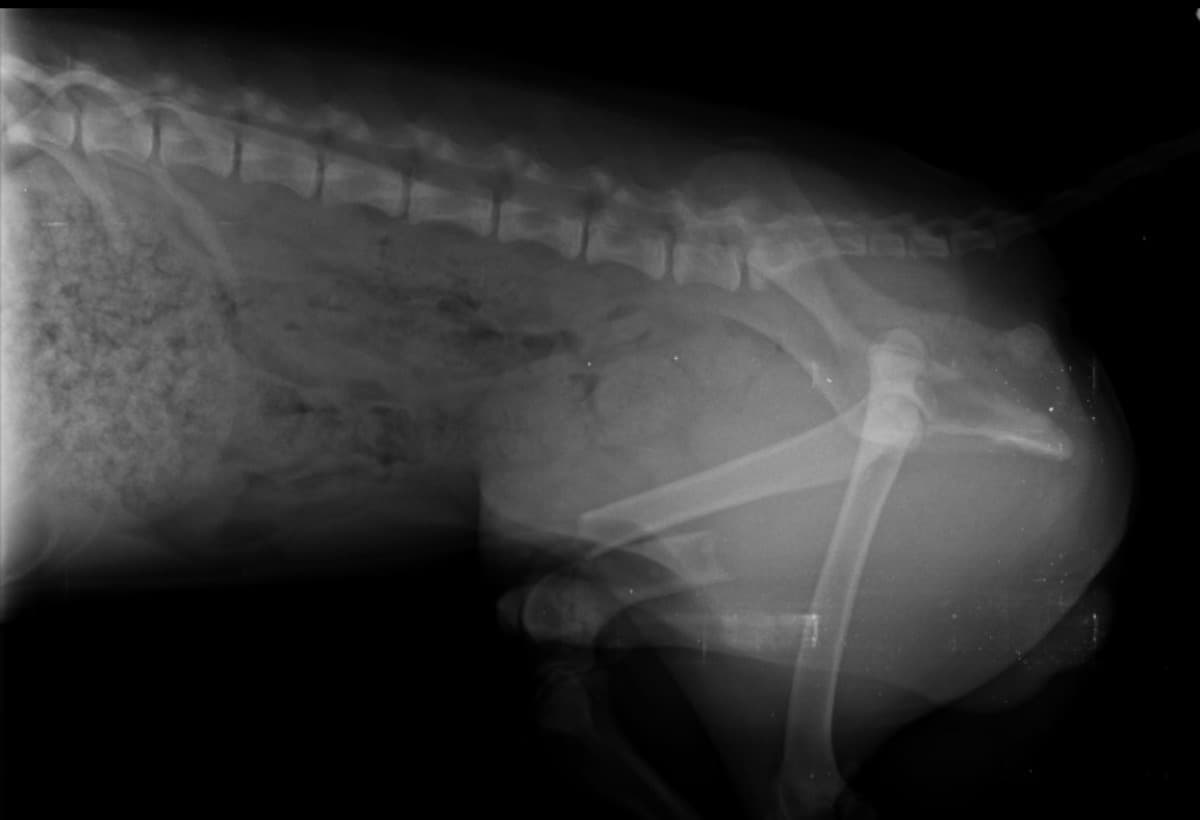 ForMyPuppysBrokeLegSurg