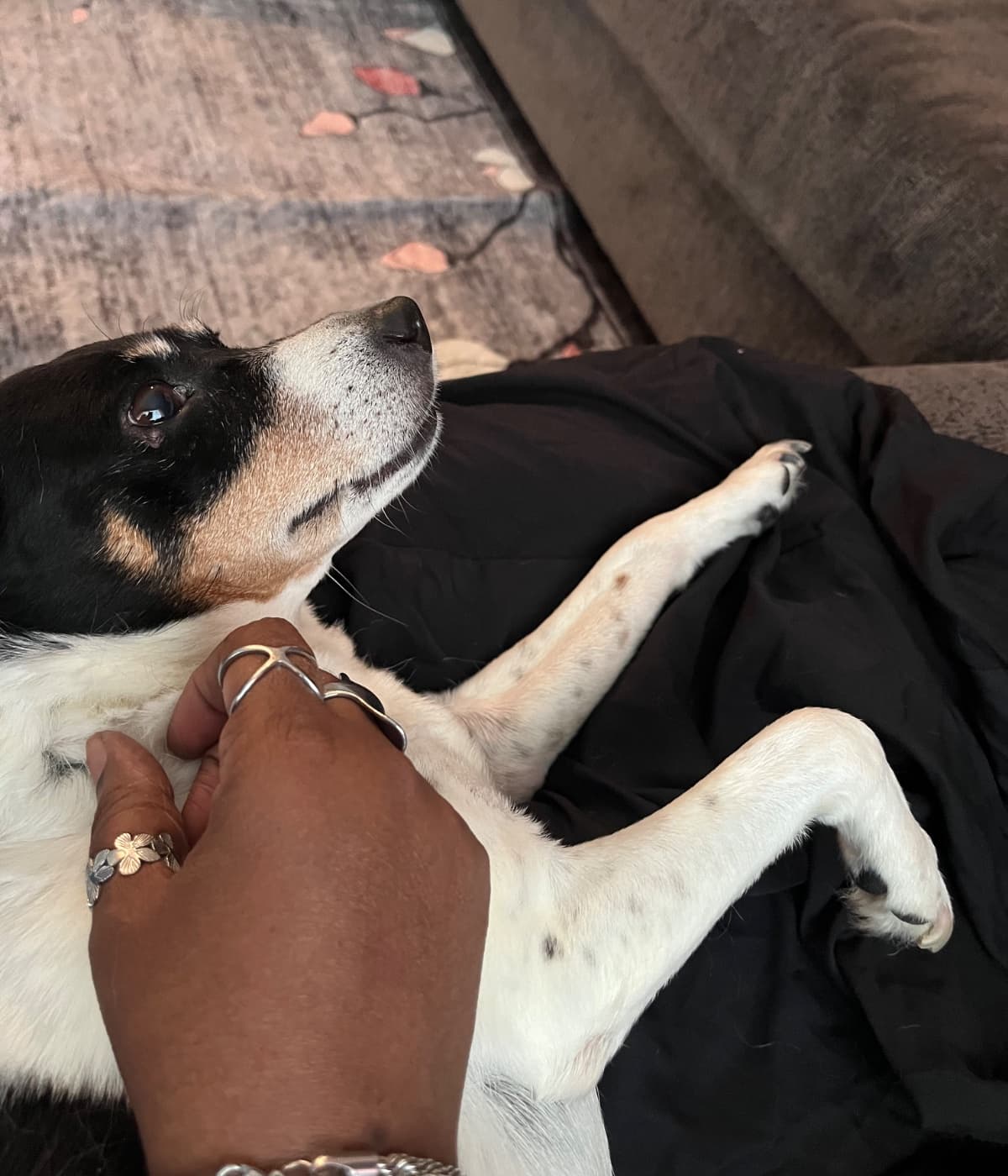 Help Bella Beat Cancer: Our Beloved Family Dog