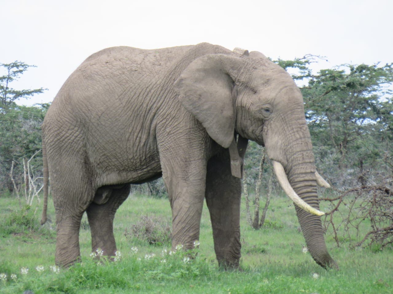 SponsorNaledi