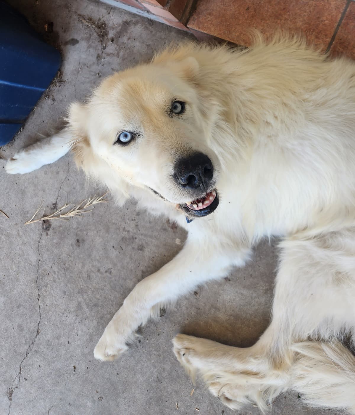 SaveTheWhiteDog