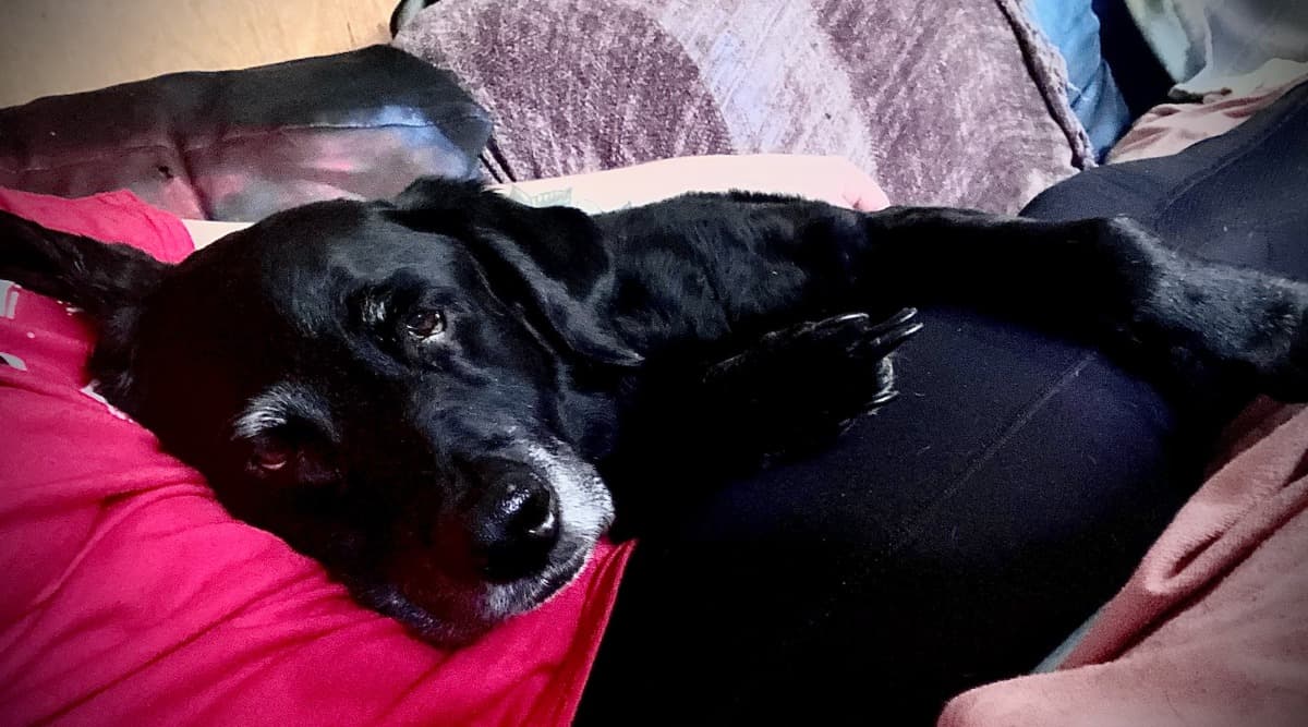 VeterinaryBillHelp
