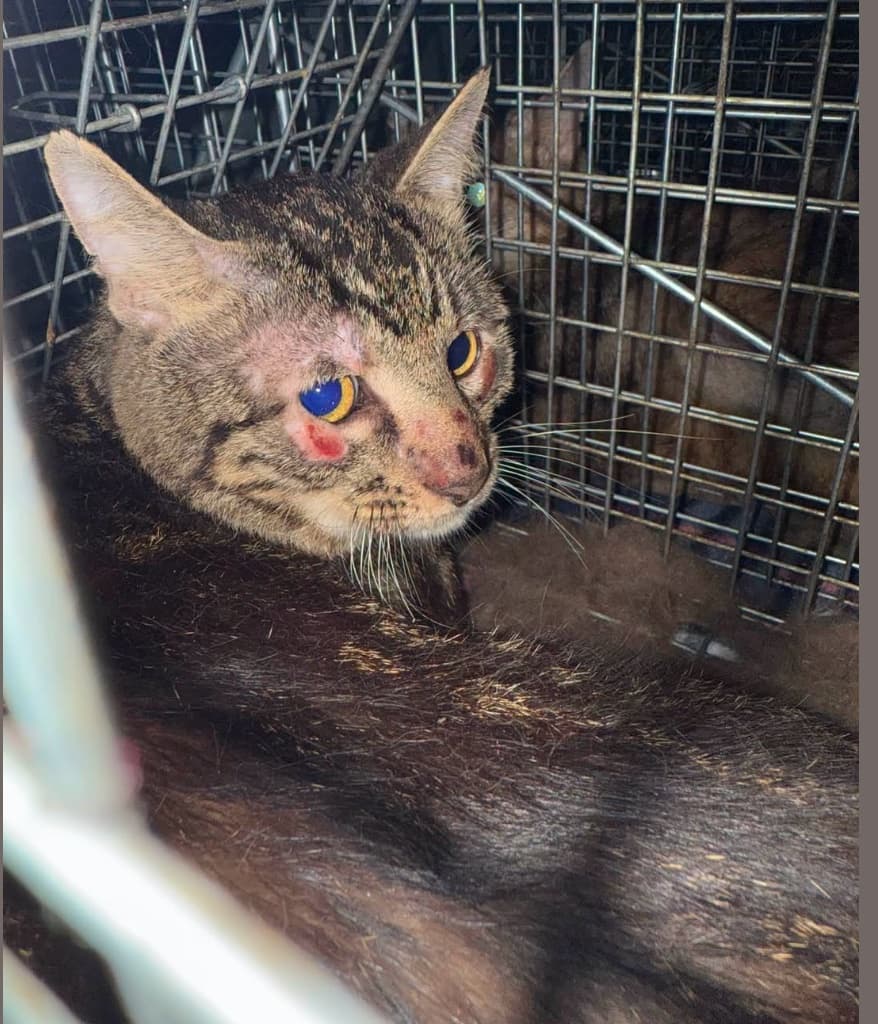 Help Rescue 15 Cats From Hoarding To Safety