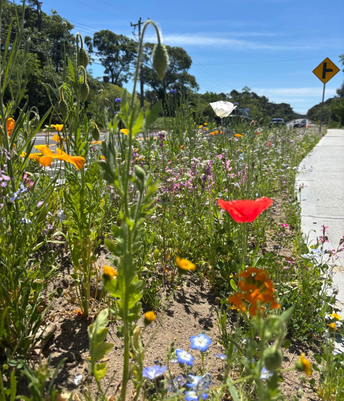 Wellfleet Wildflowers