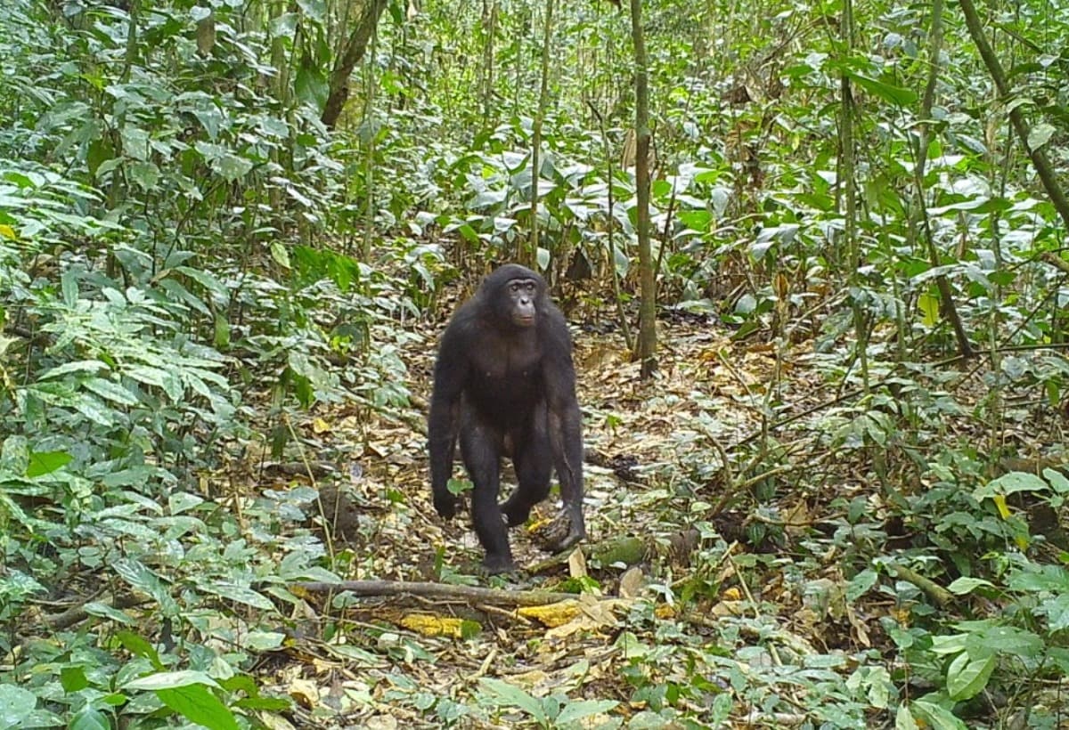 TheBonoboTrustSalonga