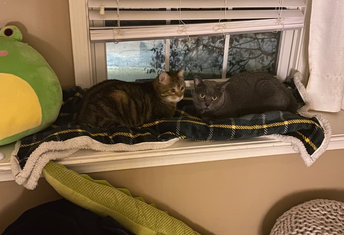 ToFeedAndHouseDukeAndSmokey