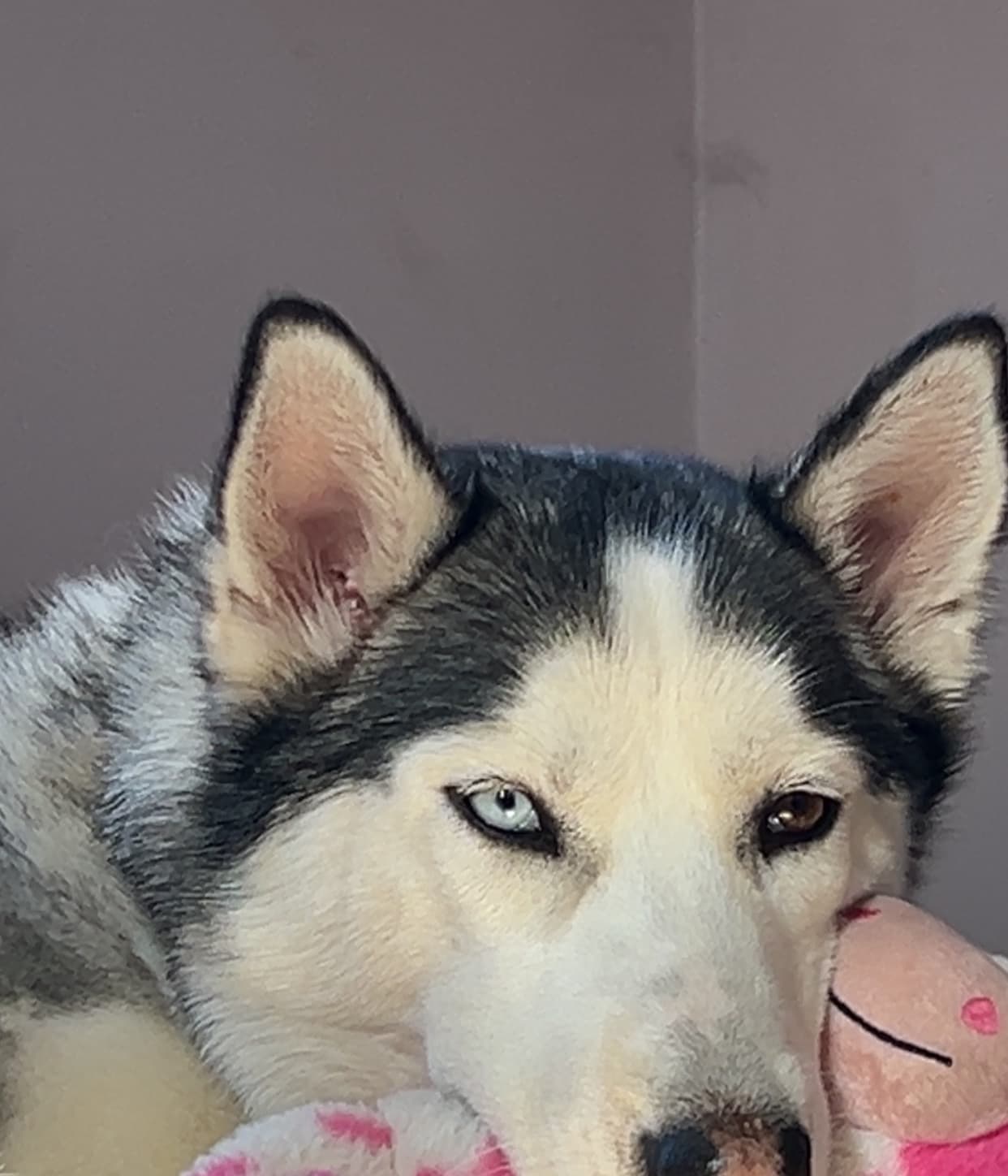 PetSurguryLegRuptured