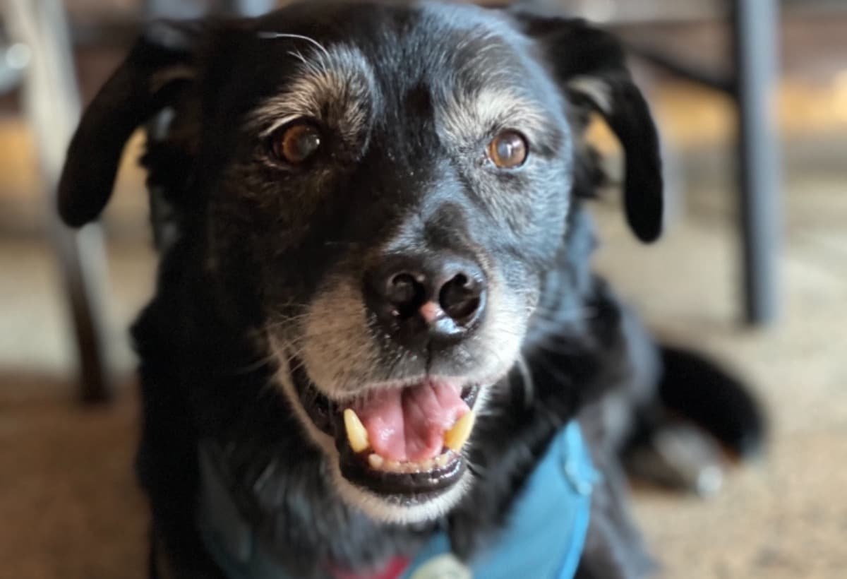 HelpMesquiteTheSweet