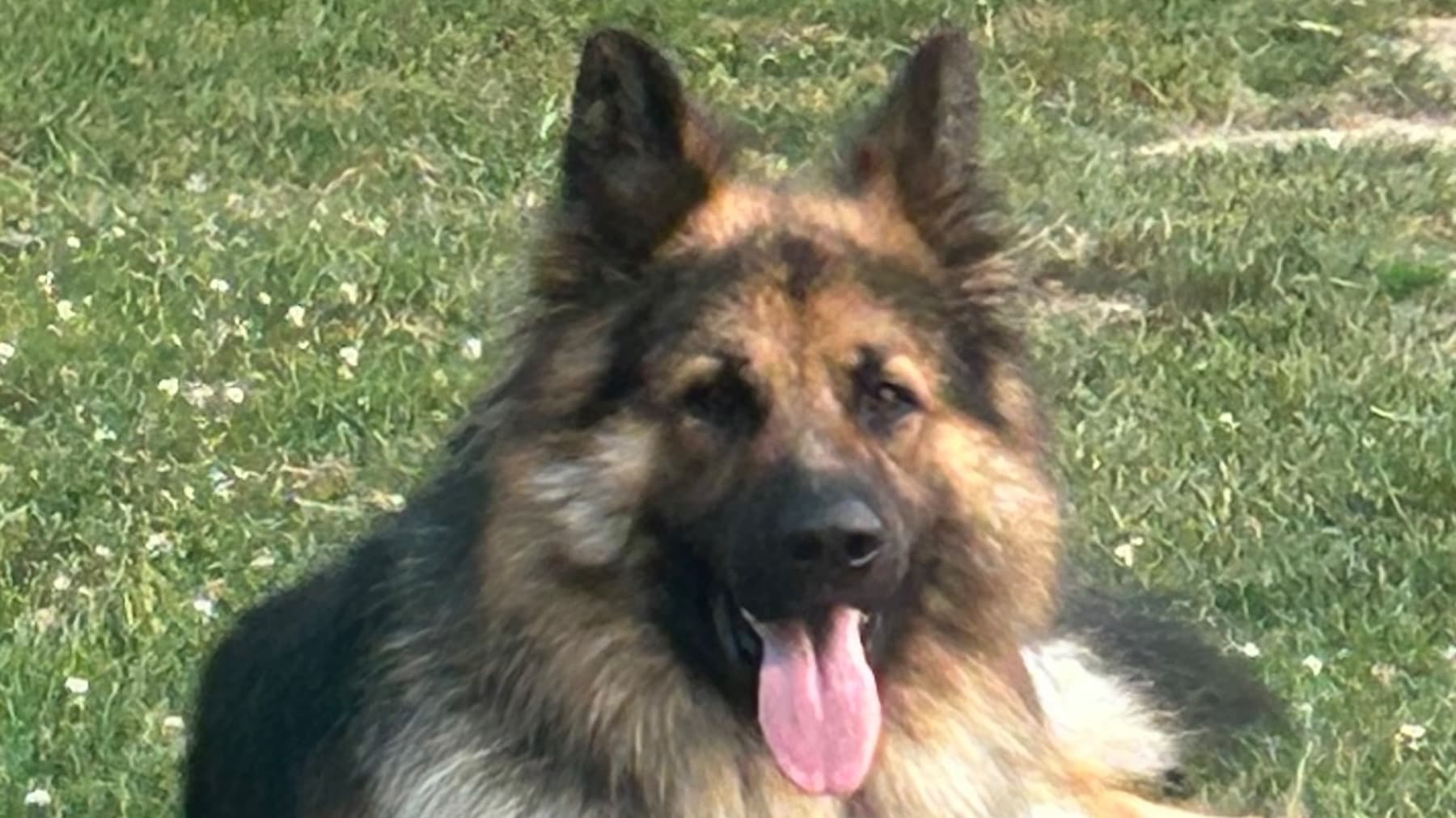 HelpForKoda