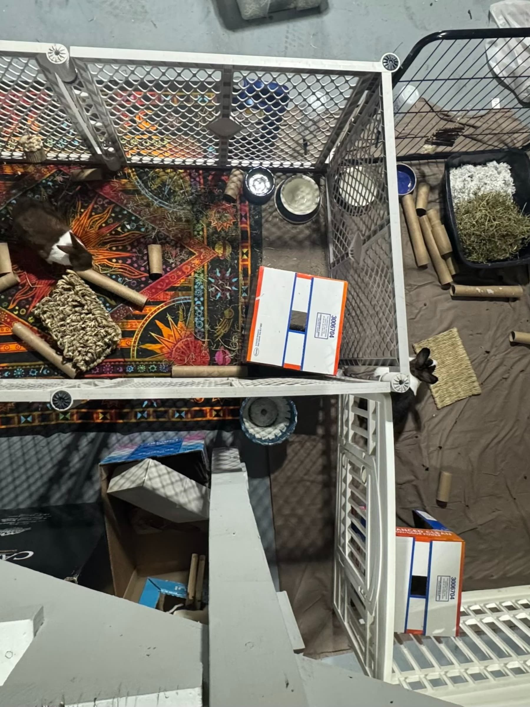 RescuedRabbitsSpay