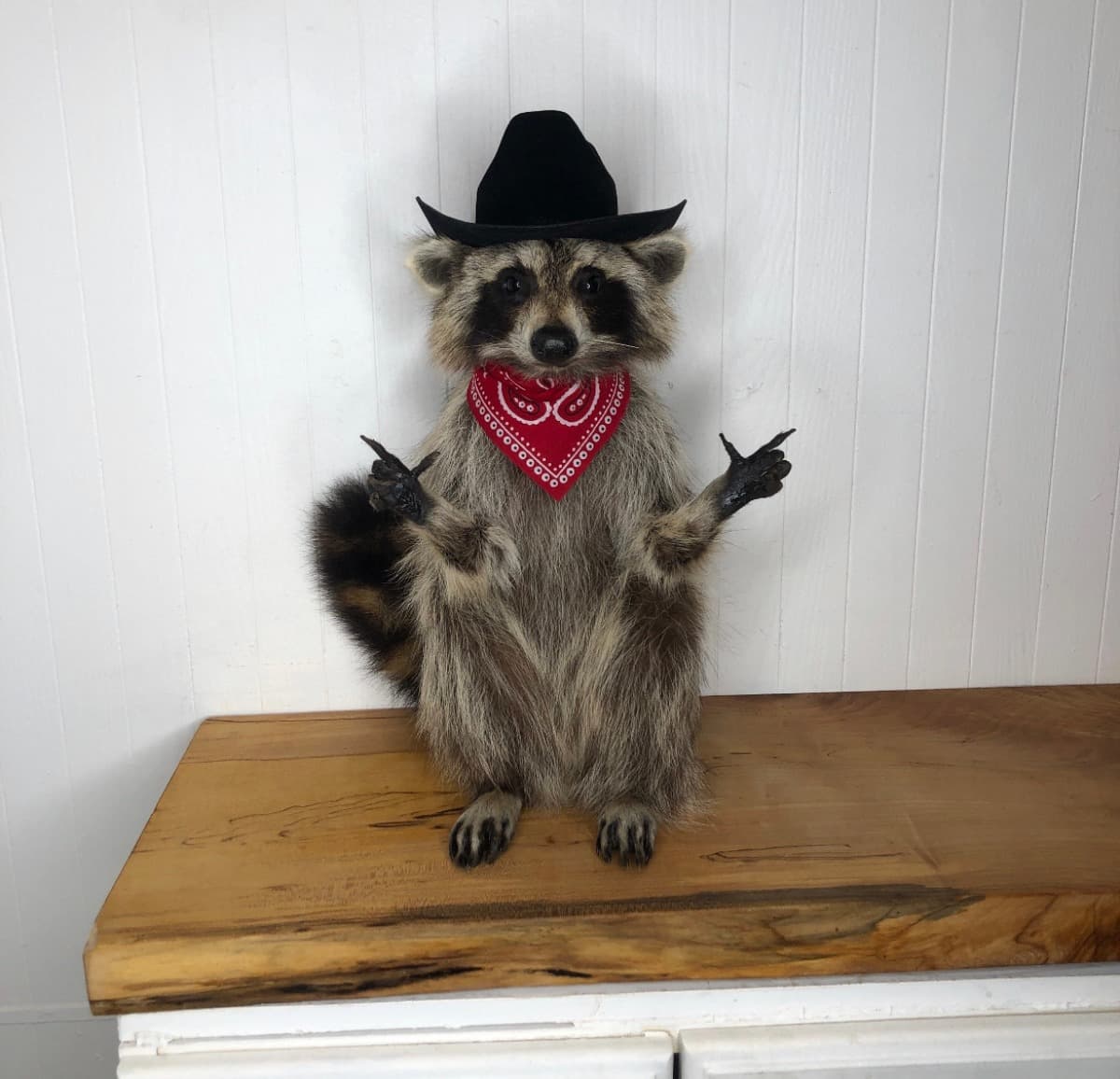 BoBoTheRaccoon