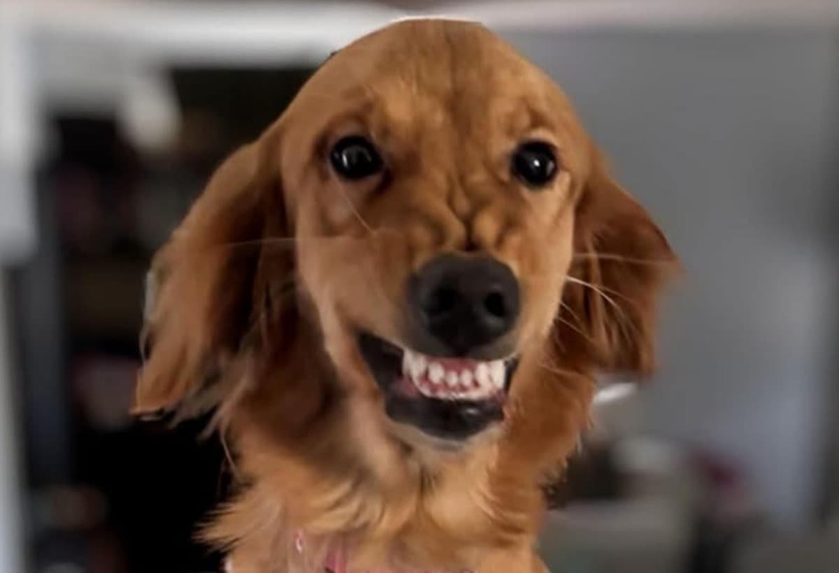 HelpBringOakleysSmileBack