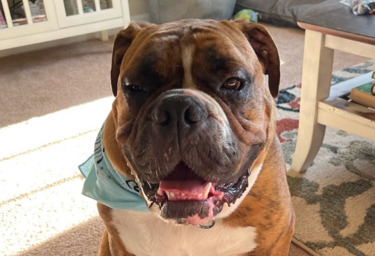 FrankTheBulldogKneeSurgery