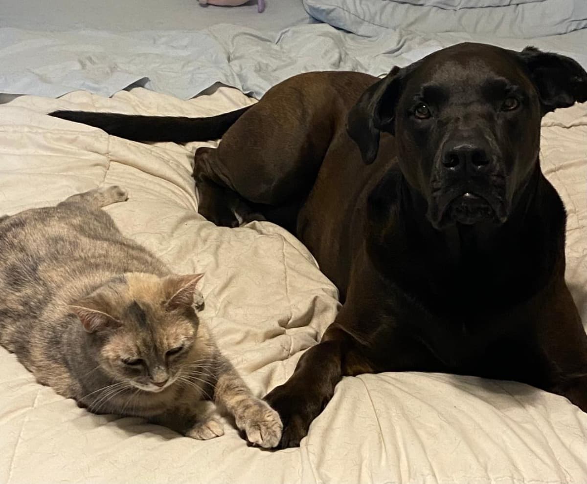 UrgentRentHelpNeededByA