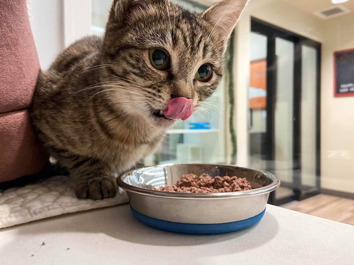 ValleyRescueCats