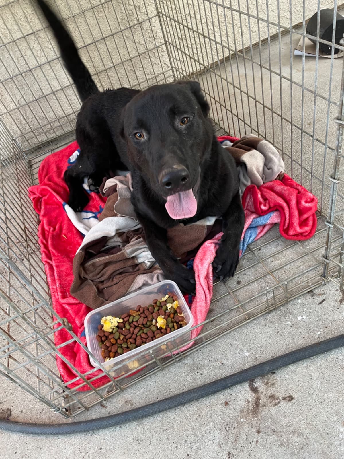 HomelessDogHitNeedSurgery