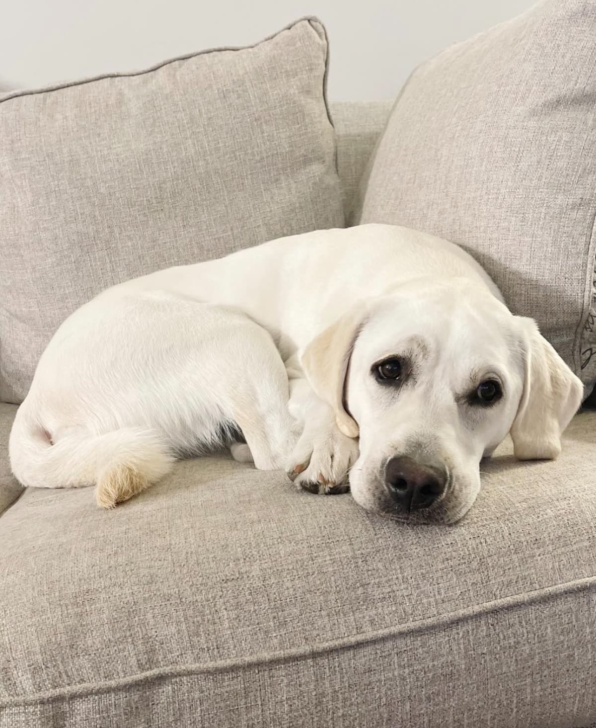 HelpSavePhoebesLife