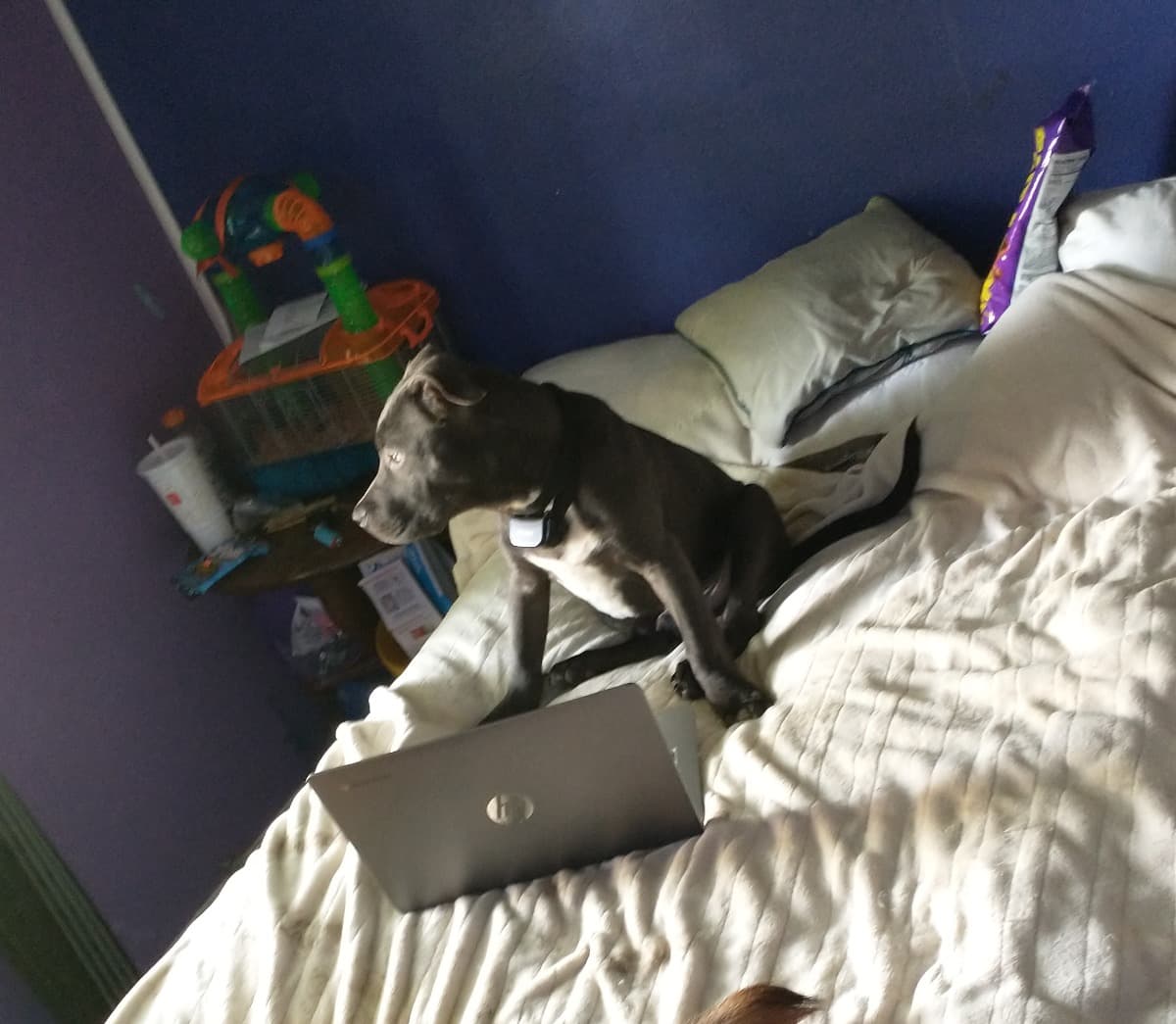 ParvoTreatmentForMyDog