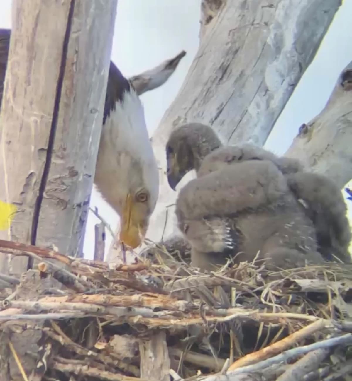 BaldEaglesOfBearRiver