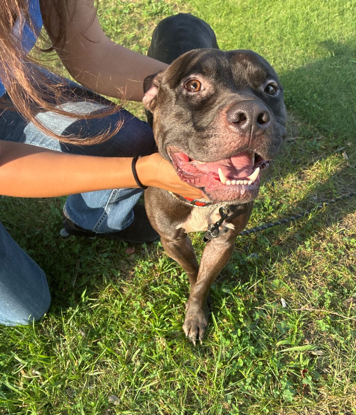 Help Zeus Get His Life-Saving Shots