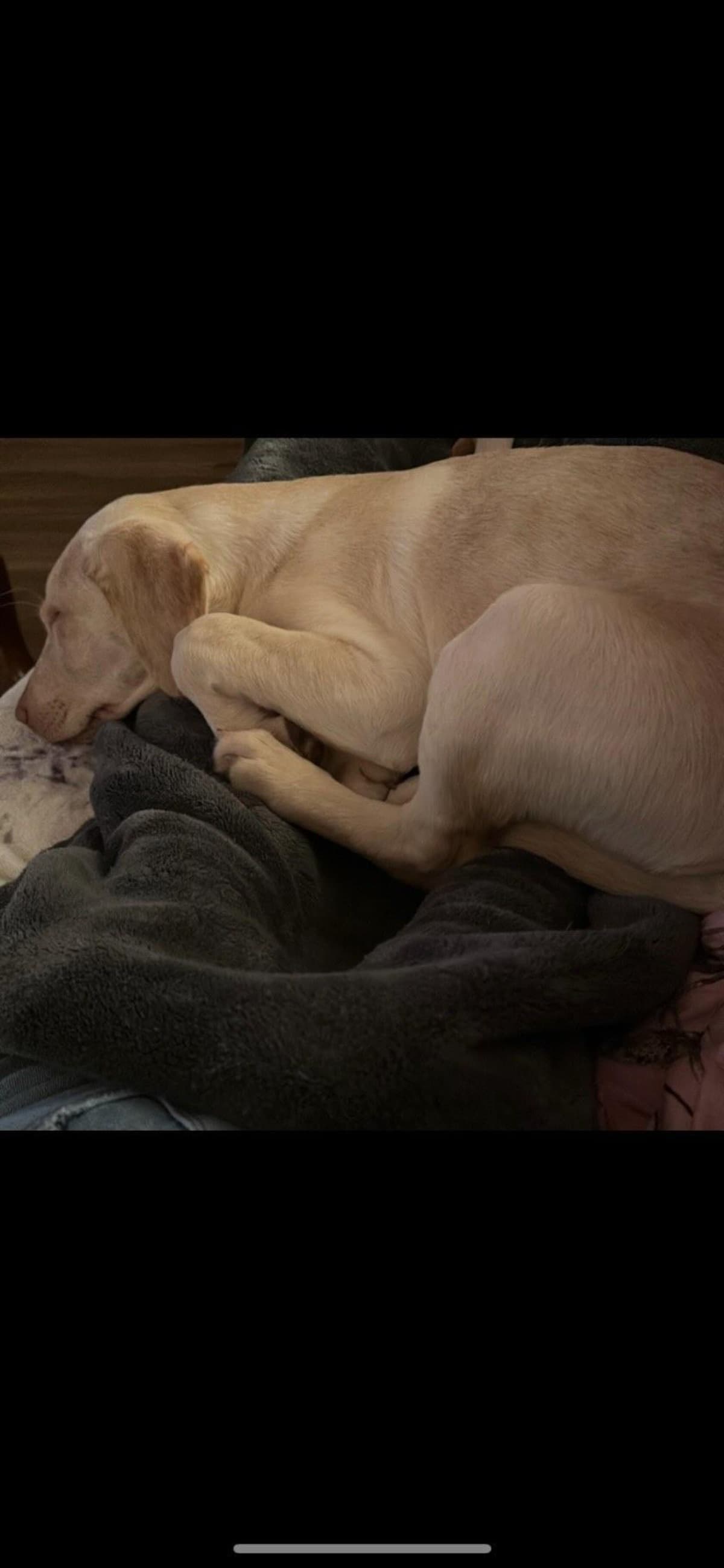 MyPuppySarge