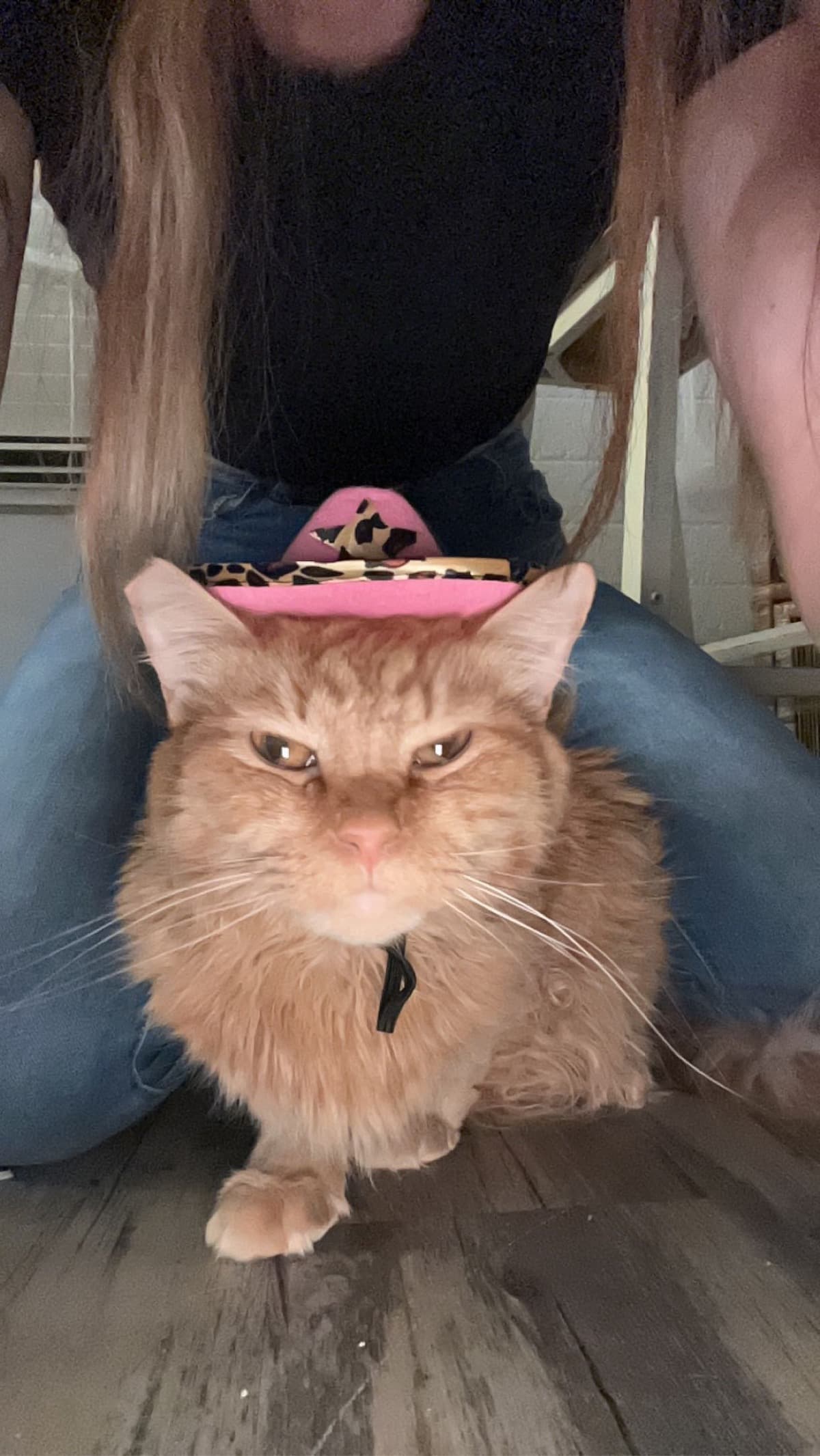 PriscillasVetBills