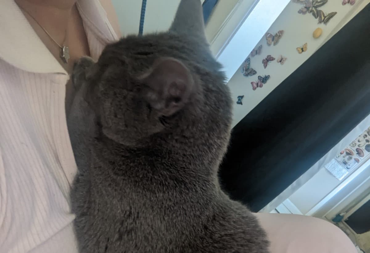 SurgeryFor2YrOldKittenGrogu