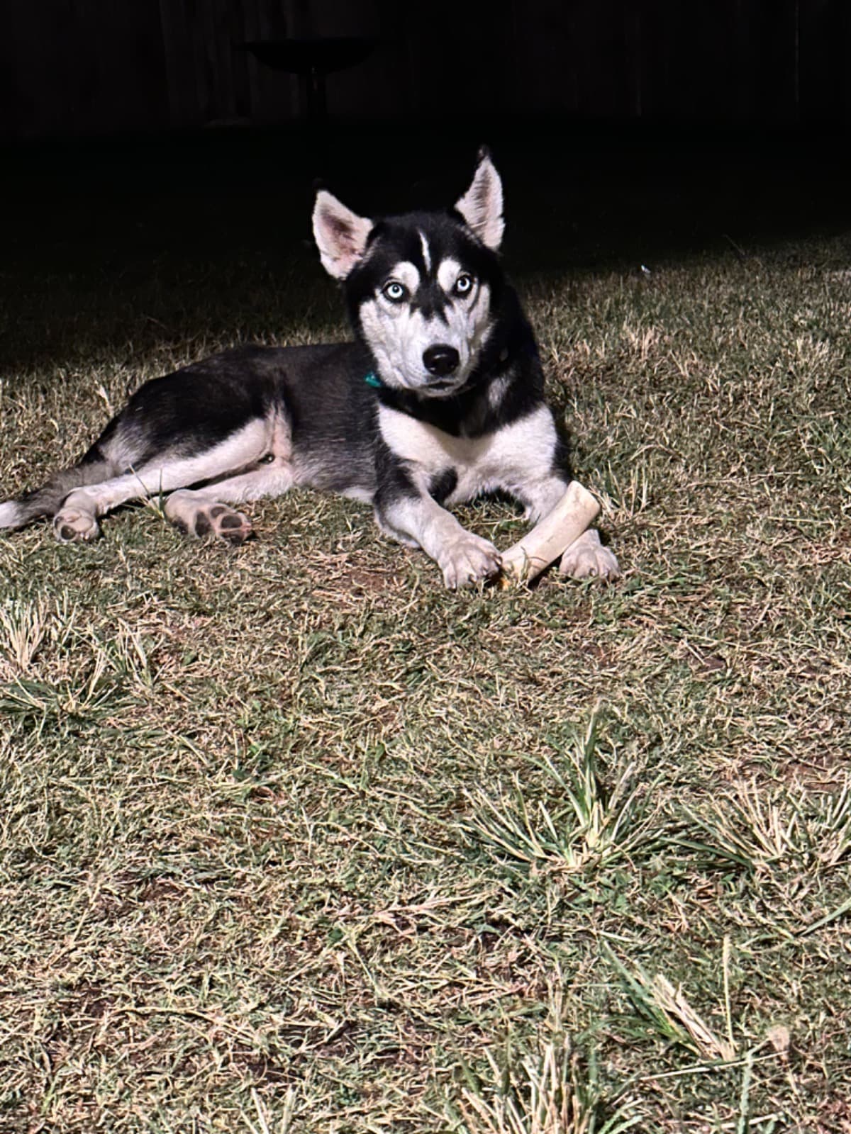 AbandonedSiberianHusky