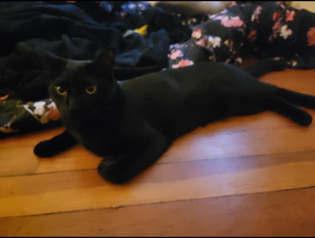 CremationOfMyCatDusk