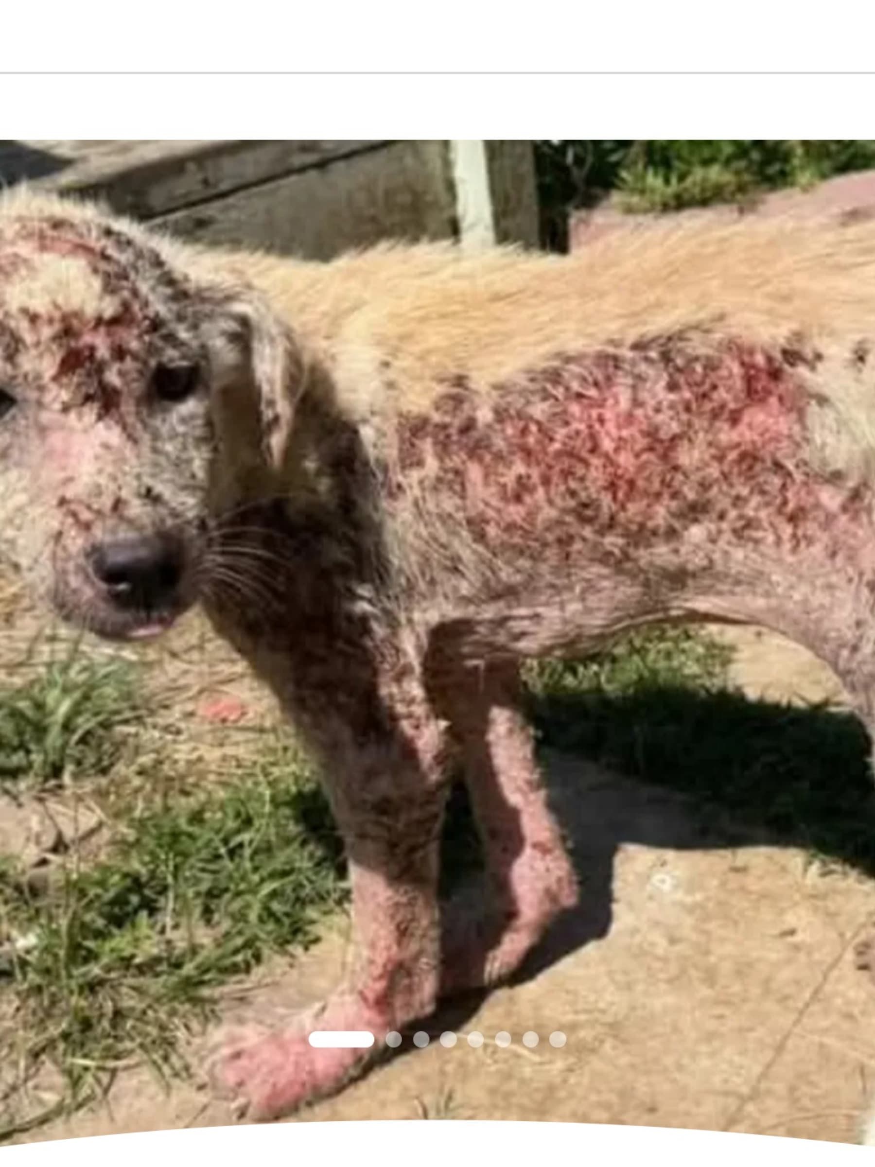 HelpUsHelpToniSaveTheStrays