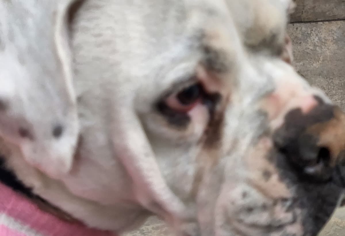 AnimalKidsEmergencyStay