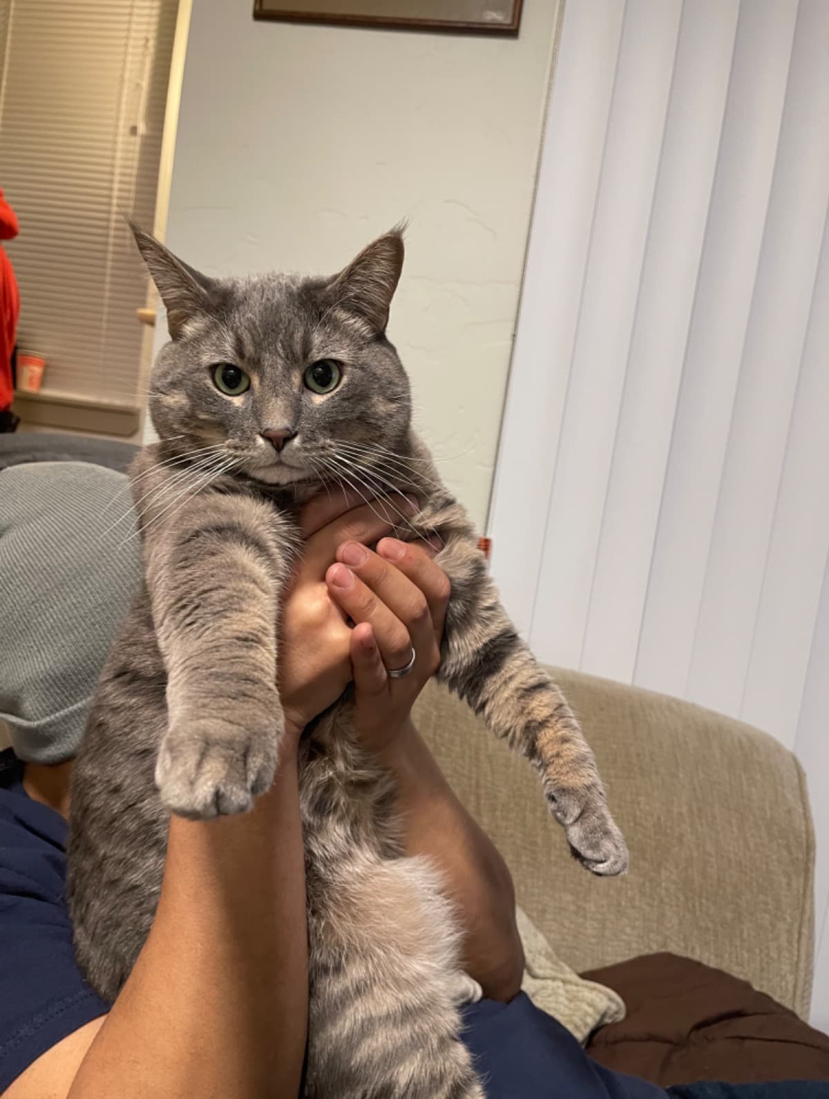 KittyMedicalExpenses