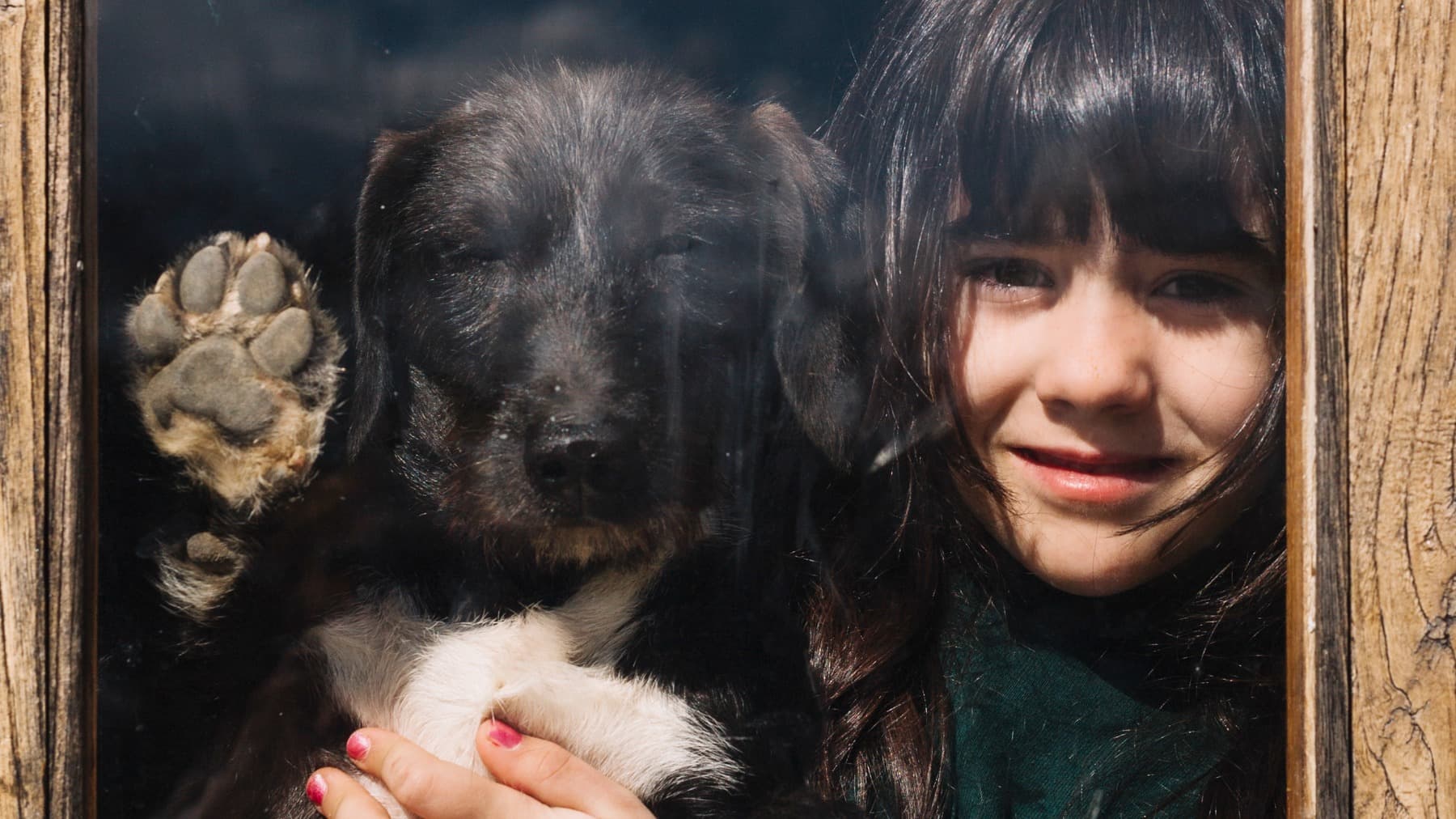 DonationForHomelessAnimal