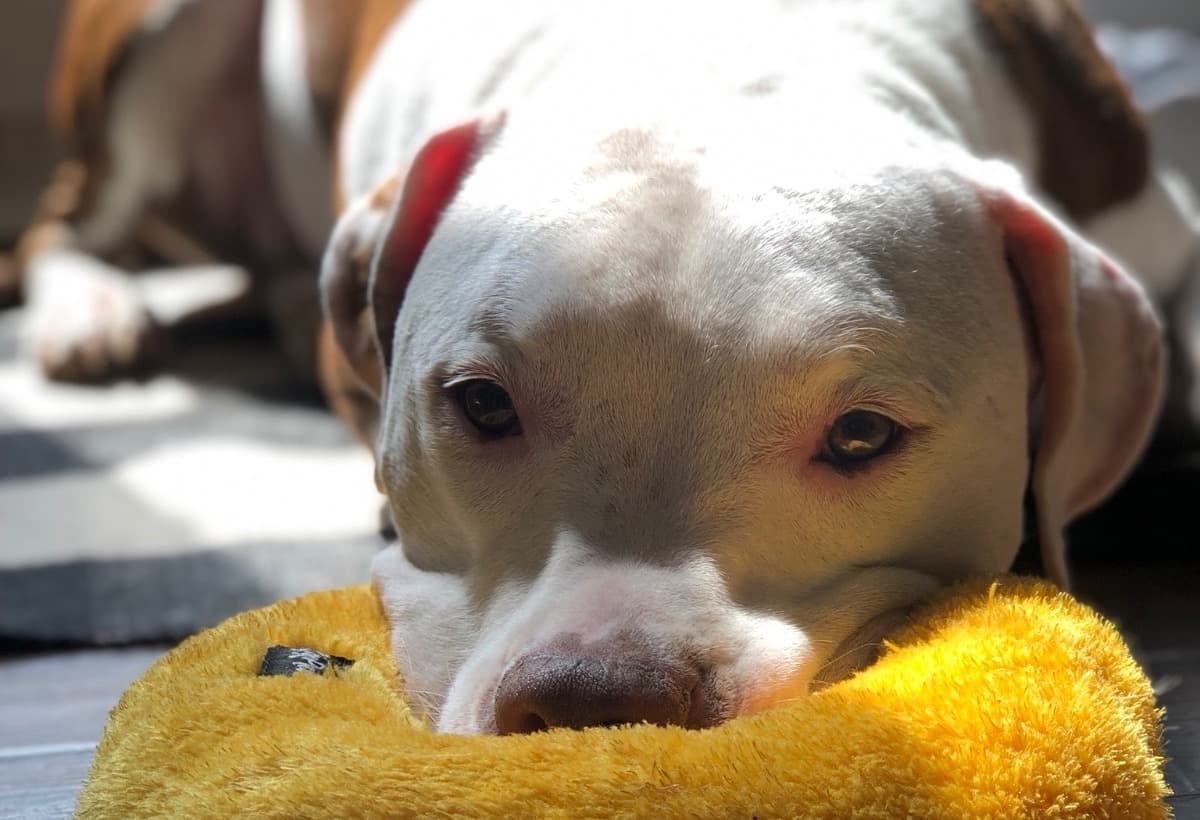 DreBoysRoadToRecovery