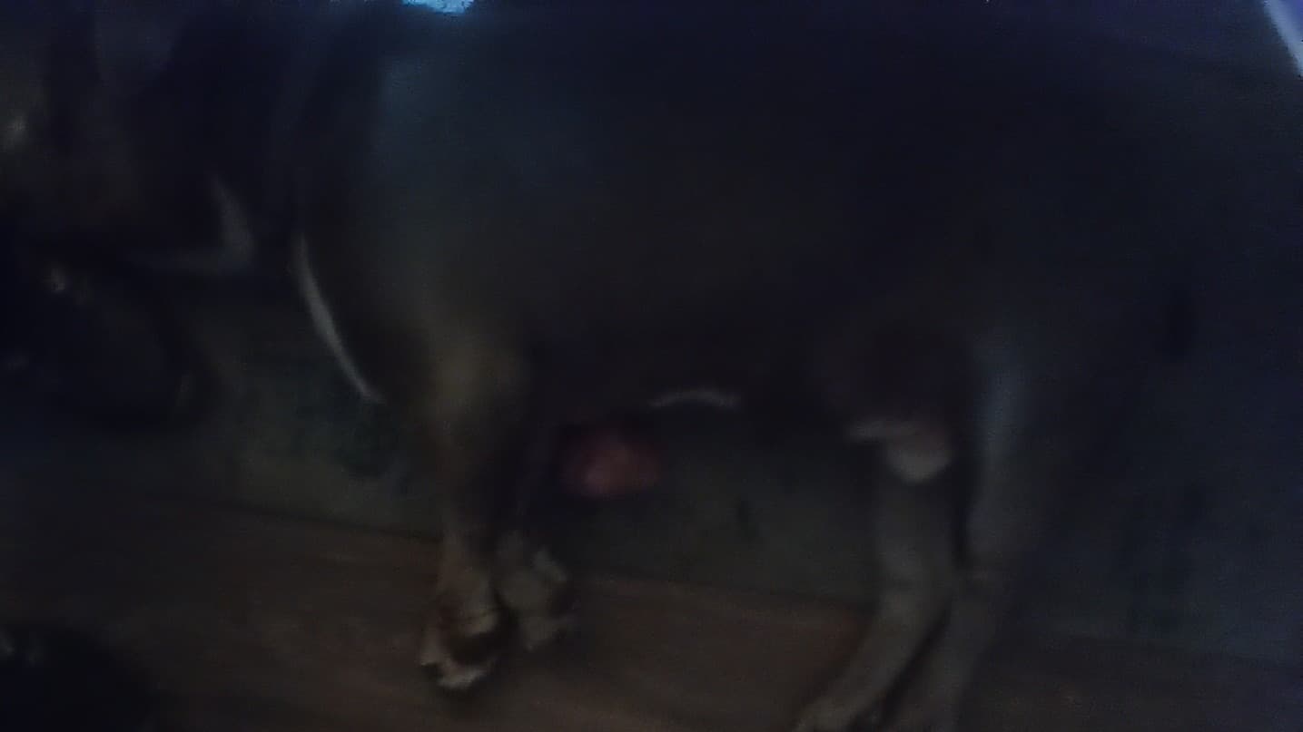 Save My Dog