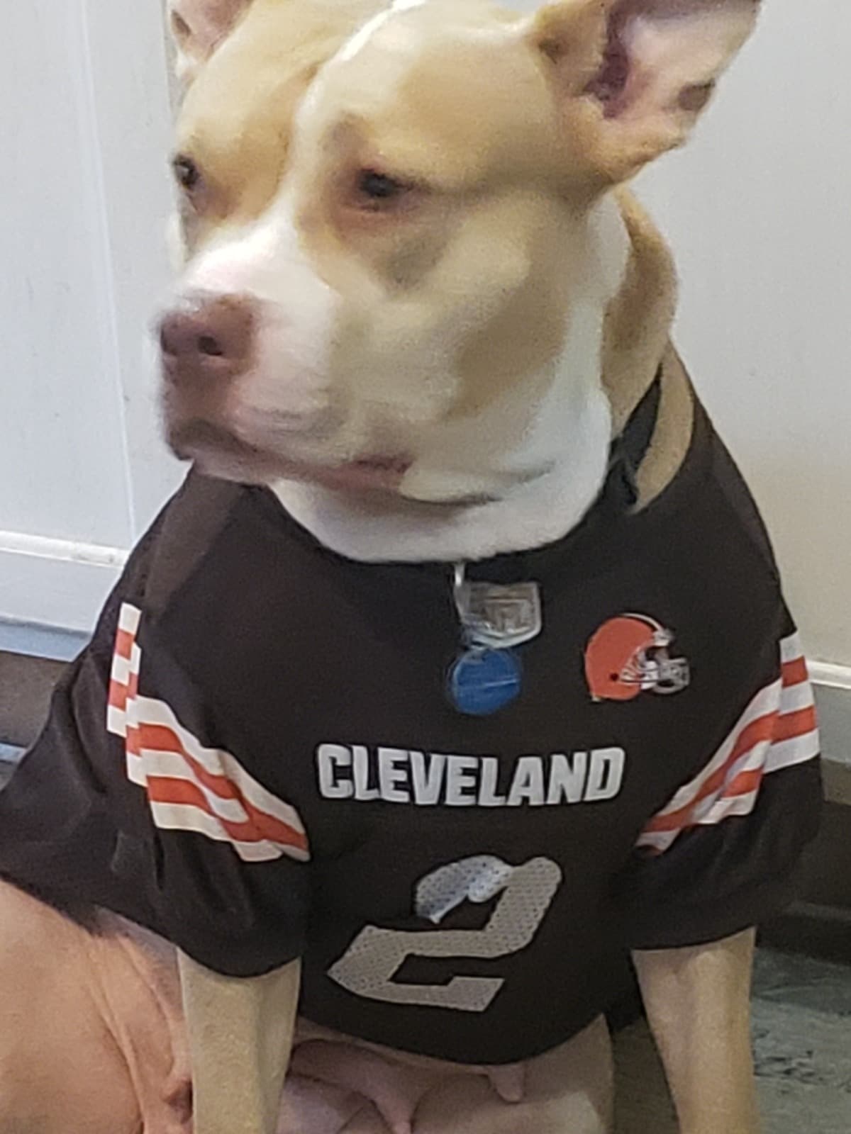 FurBabySurgery