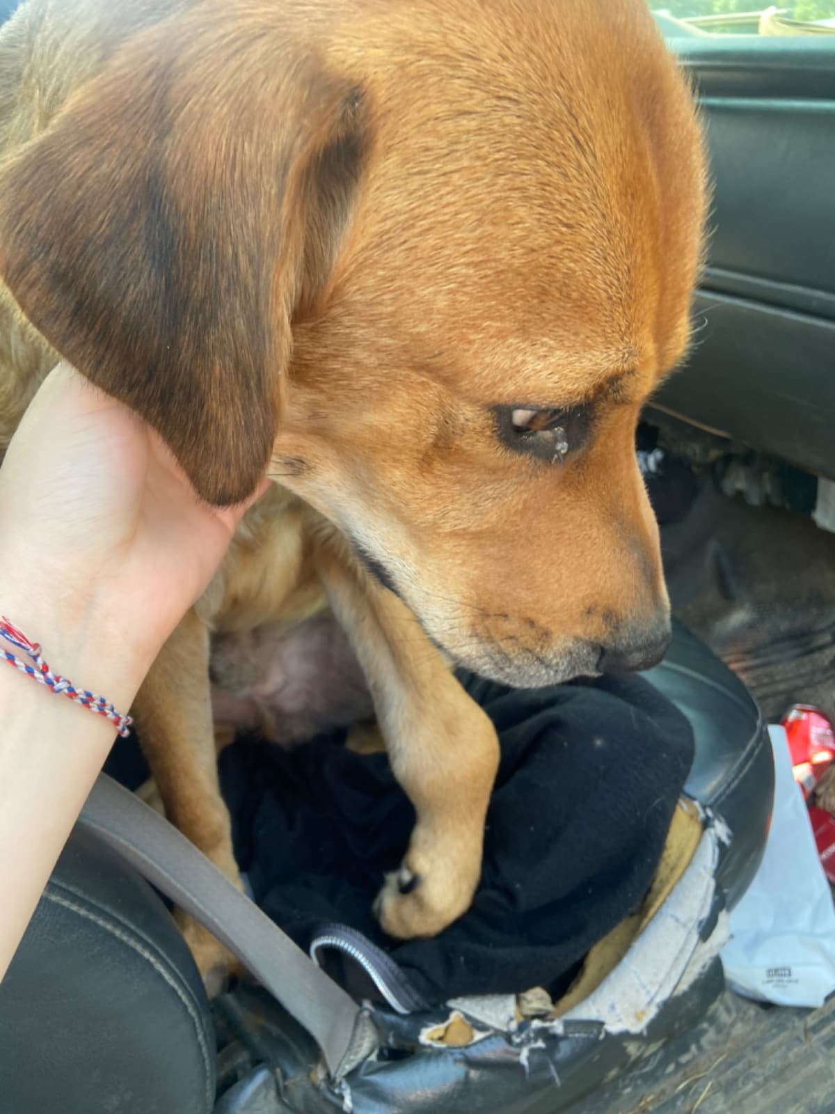 OurFamilyDogNeedsSurgery