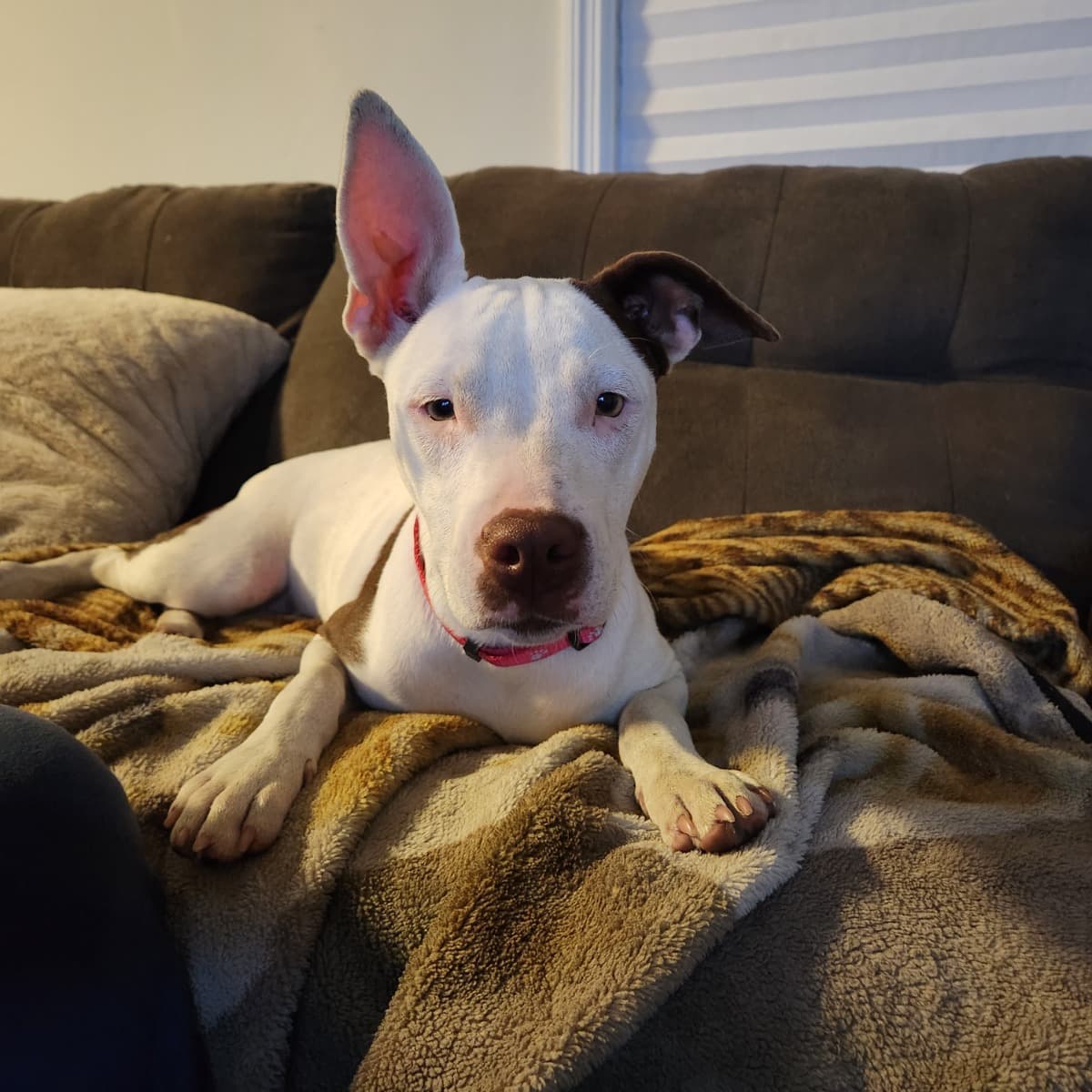 PopcornsJourney