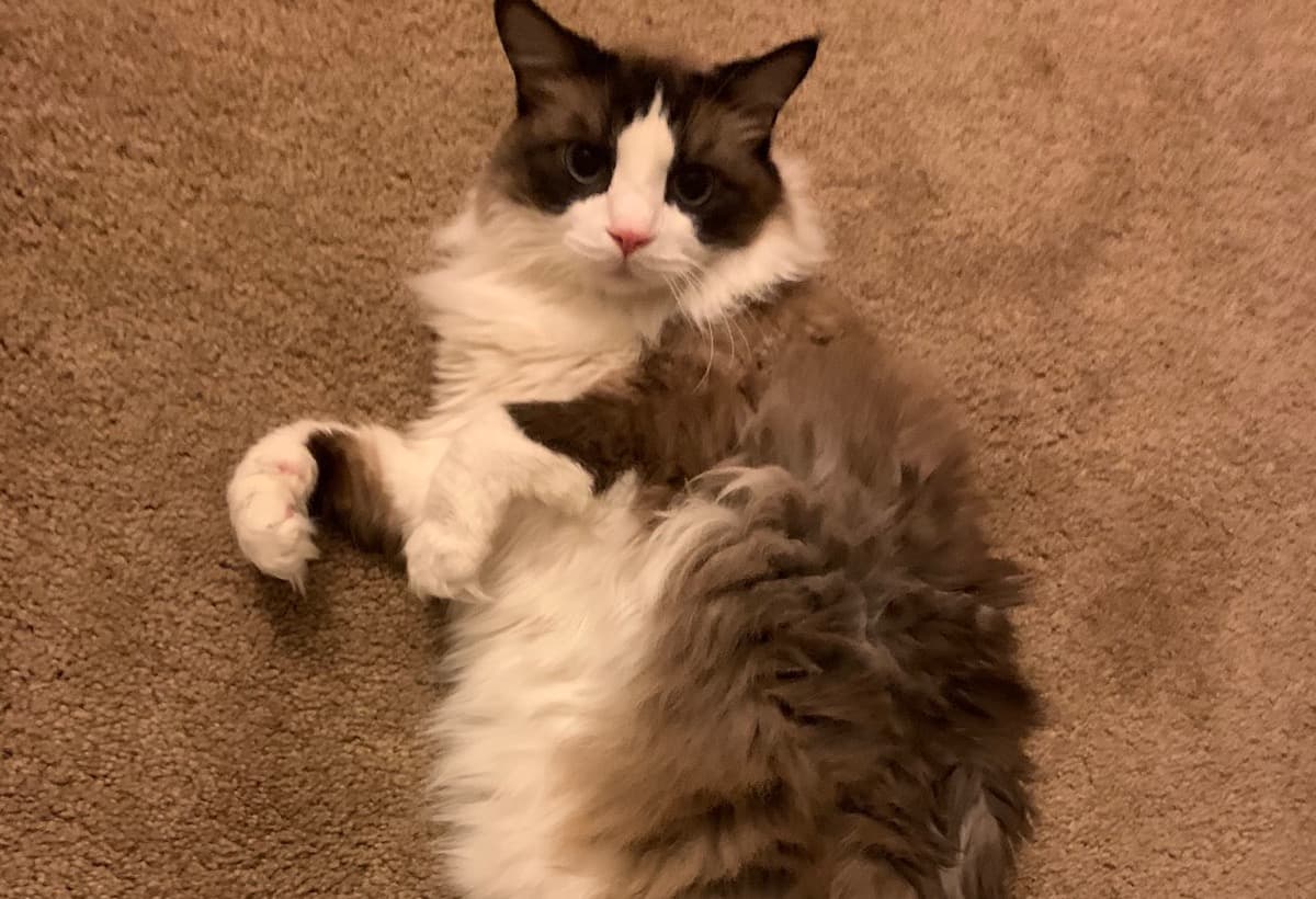 SurgeryForSeniorKitty