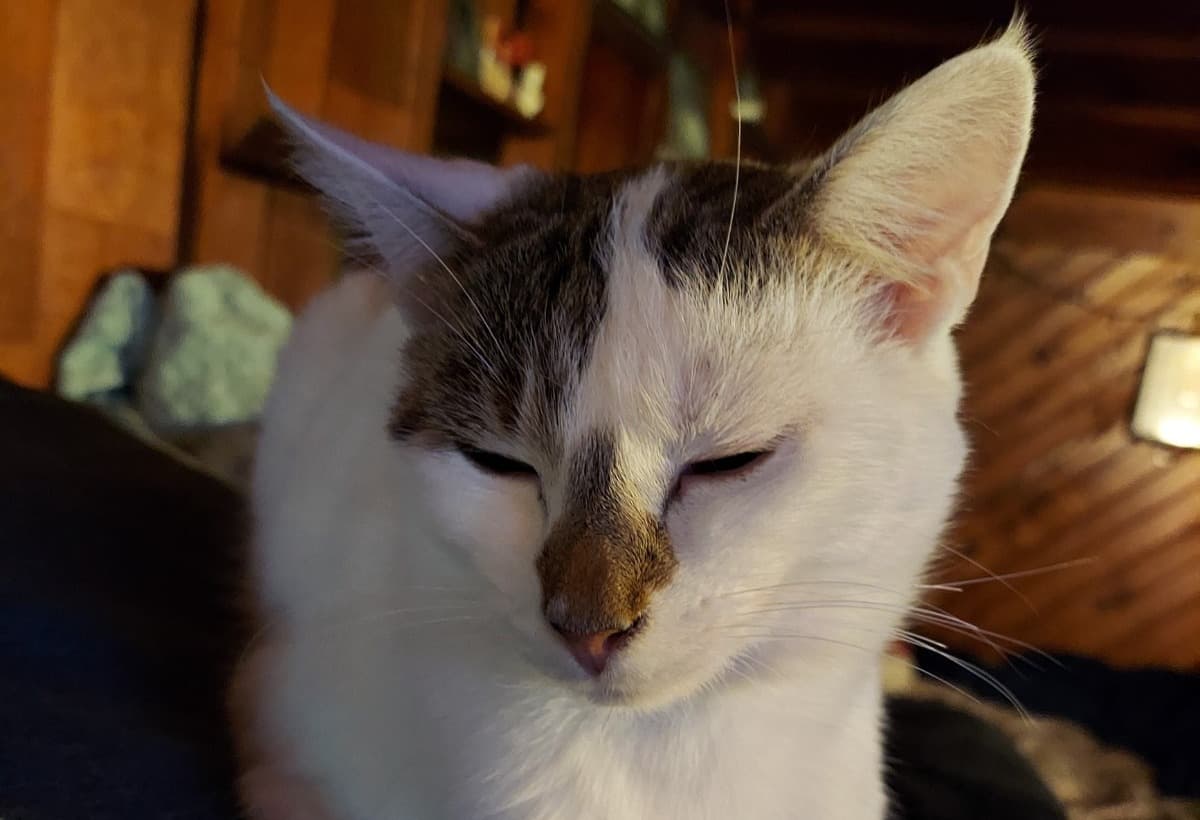 MyKittyEightHadAnEmergency