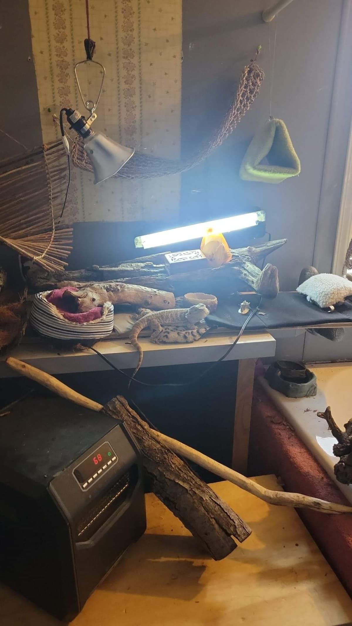OlderLadyAndBeardedDragonLove