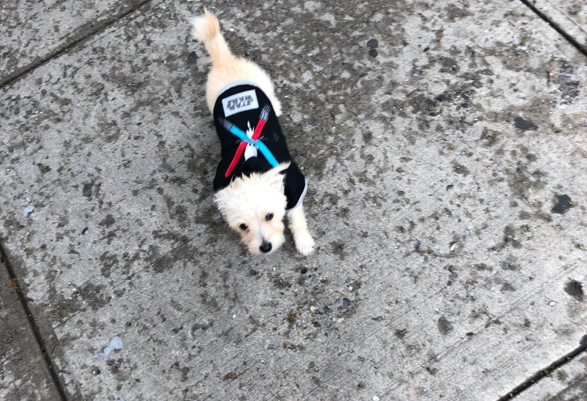 MarshmallowsSurgeryBill