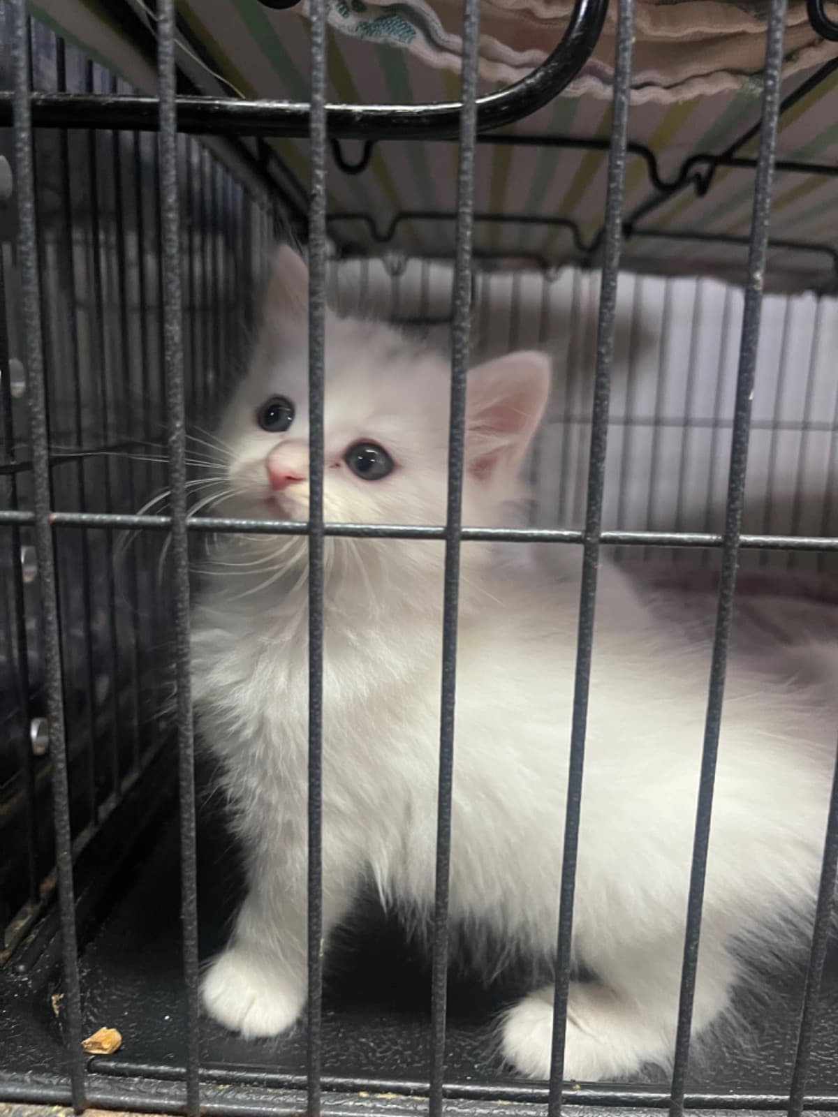 NOKILLANIMALRESCUEHOUSTON