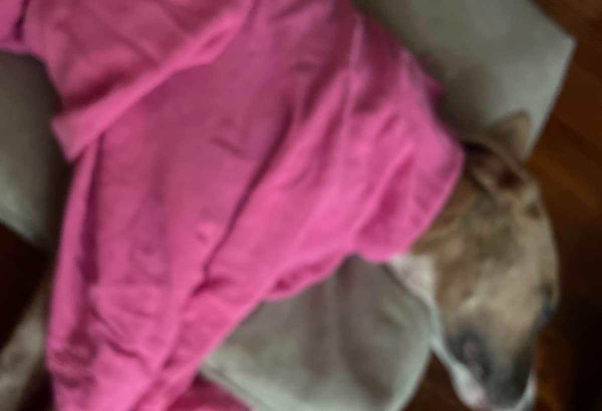 Doghitbycartodayhelpplease