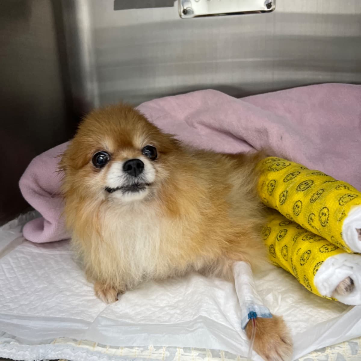HelpSaveWinnie