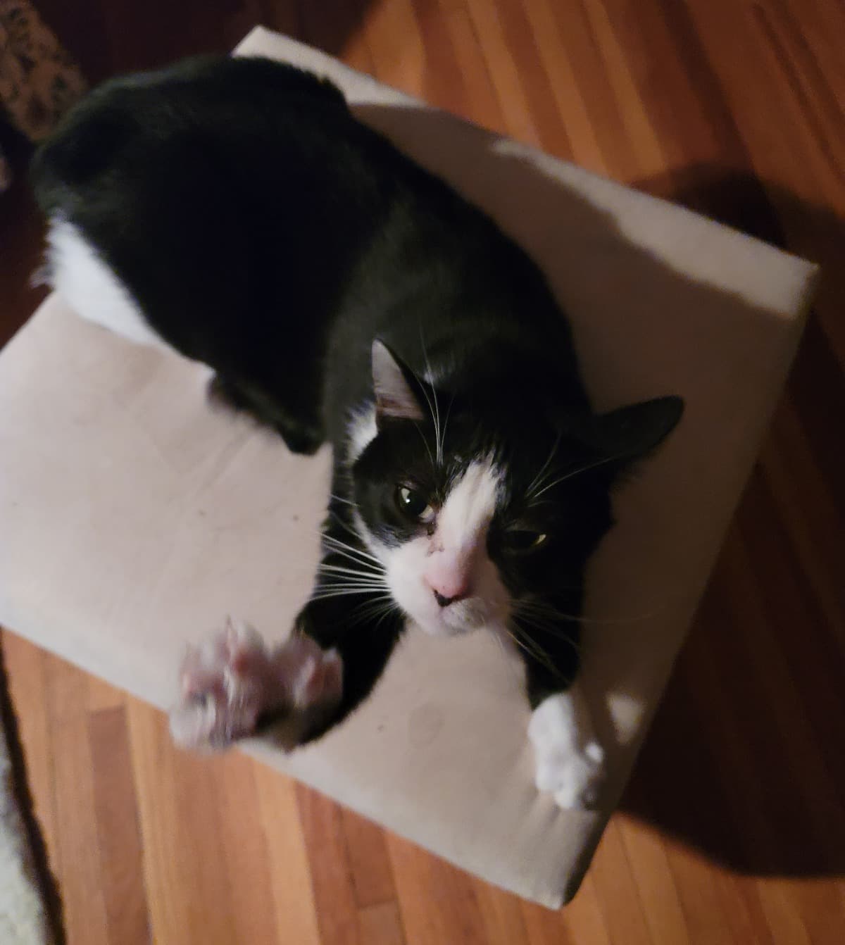 DeikitzensGoingHomeFund