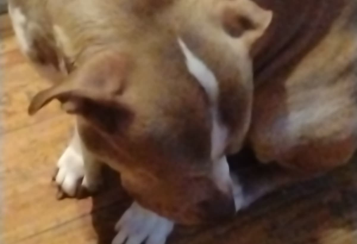 PleaseHelpMyBestFriendSurvi