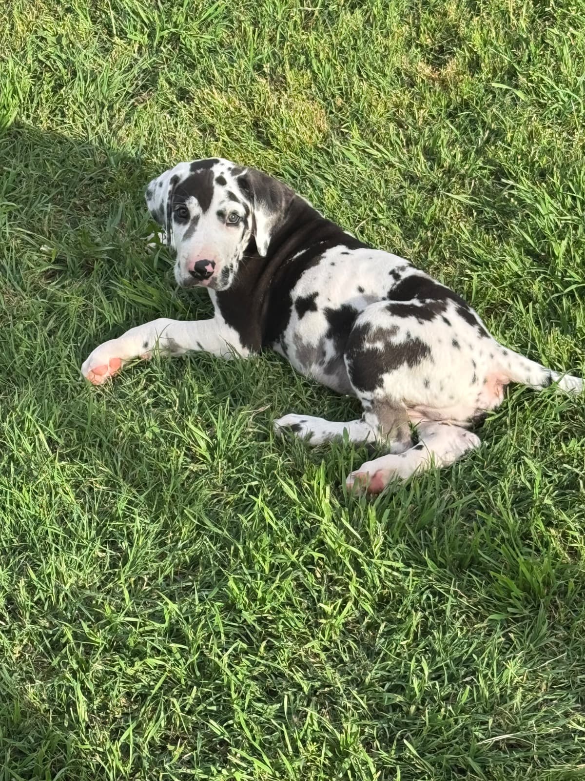 TrainingForSeeingTrainingFo